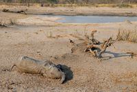 An elephant carcass is seen near a watering hole inside Hwange National Park, in Zimbabwe, October 23, 2019. REUTERS/Philimon Bulawayo