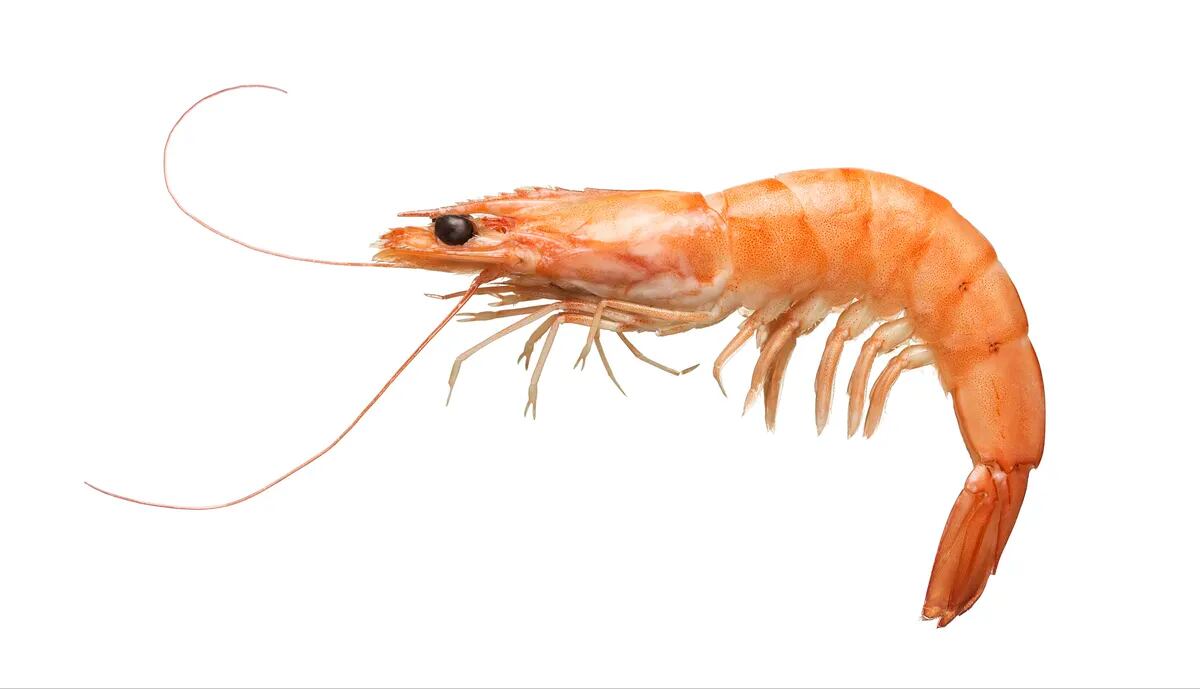 Is shrimp high in cholesterol - and if so, is it healthy?