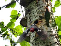 The discovery of a woodpecker's nest, as shown in this handout image provided by the Community Nest Finding Network, has halted construction of the Trans Mountain pipeline along a 400-metre stretch near Chilliwack, B.C. THE CANADIAN PRESS/HO-Community Nest Finding Network
**MANDATORY CREDIT**                                                    