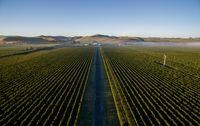 Rows of grapes at Sileni Estates’ vineyard in the Hawkes Bay region of New Zealand, are seen in April 4, 2015 handout photo. Sileni Wines Limited Partnership/Handout via REUTERS