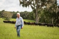 Frank Stronach is pictured with grass-fed cattle on his farm in Marion County north of Ocala, Florida on Aug. 11, 2016.